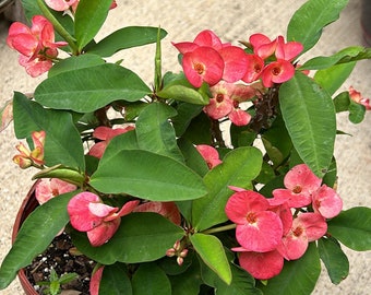 couronne d'épines orange 12 pouces de haut 2 ans état de floraison