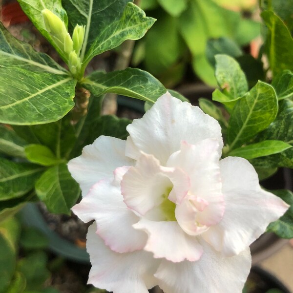 Desert Rose Plant Etsy