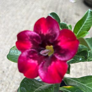 drafted desert rose 2 years old