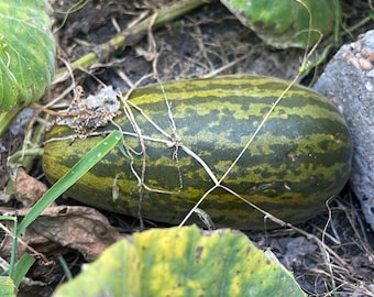 Venta de frutos de melón 30 semillas