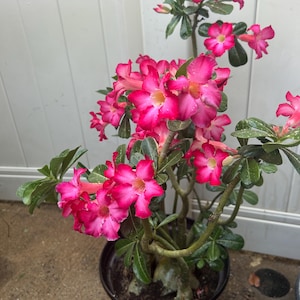 desert rose seedlings 5 years old blooming