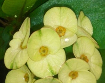 Couronne de citron jaune d'épines corona hybride thaïlandaise en vente, bouture de 4 à 6 pouces sans racine avec poudre de racine incluse