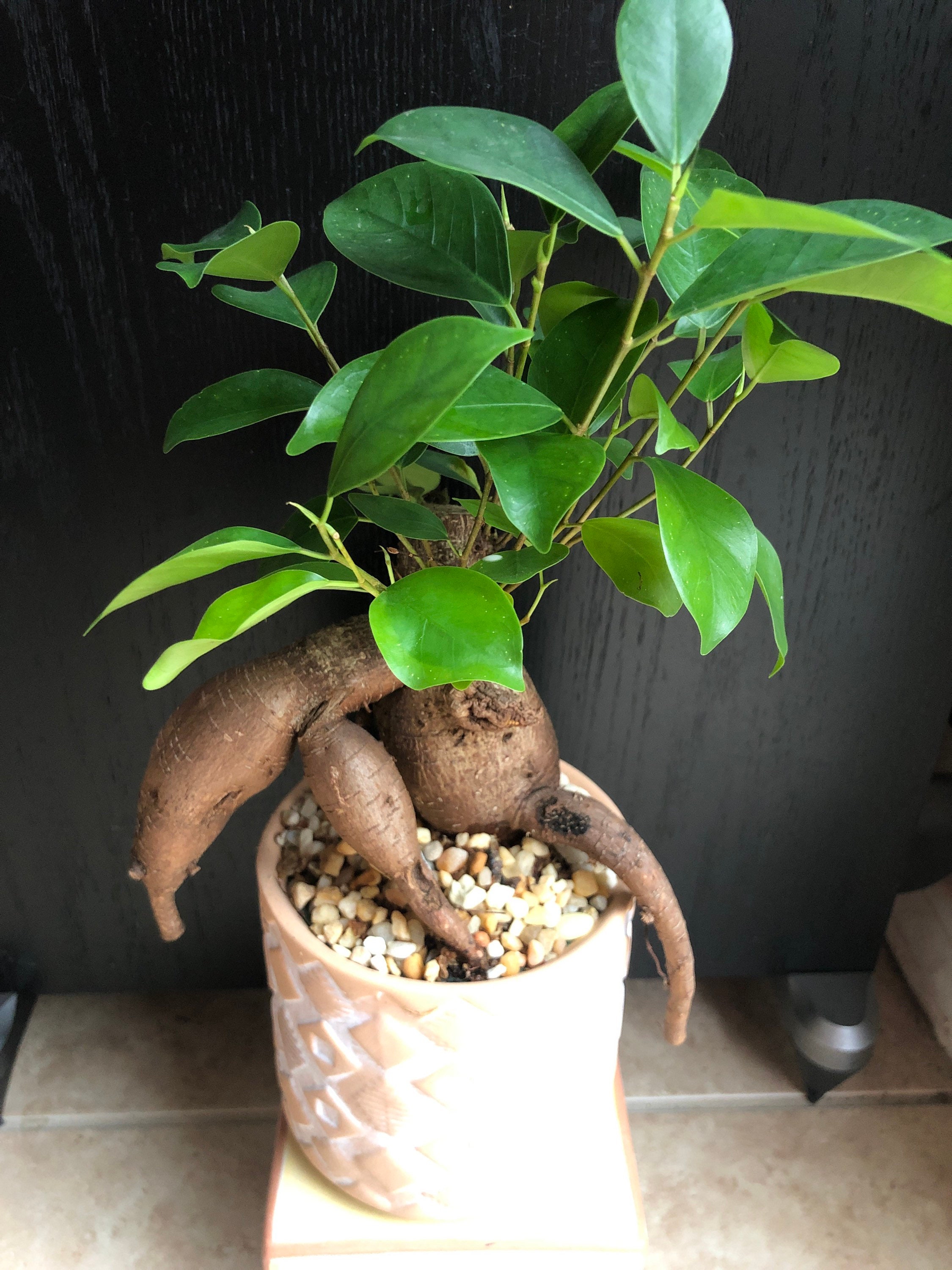 Petite Mishima bonsai levende plant met prachtige terracotta Etsy