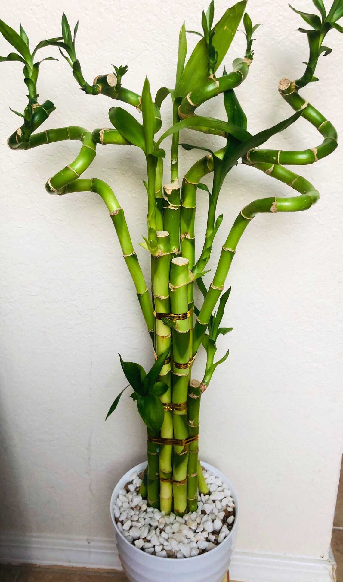Lucky bamboo live plant indoor with white ceramic vase Etsy