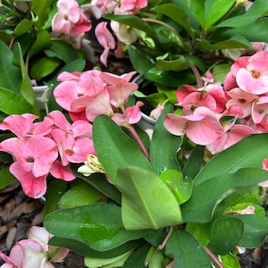 sweet pink crown of thorn