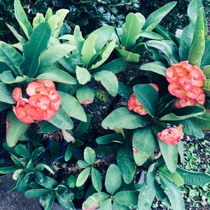 plant crown of thorn