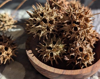 May include: A wooden bowl containing several brown, spiky seed pods. The bowl rests on a striped, neutral-toned fabric. The pods have a star-like shape with sharp, protruding points. Natural light casts shadows, highlighting the textures.