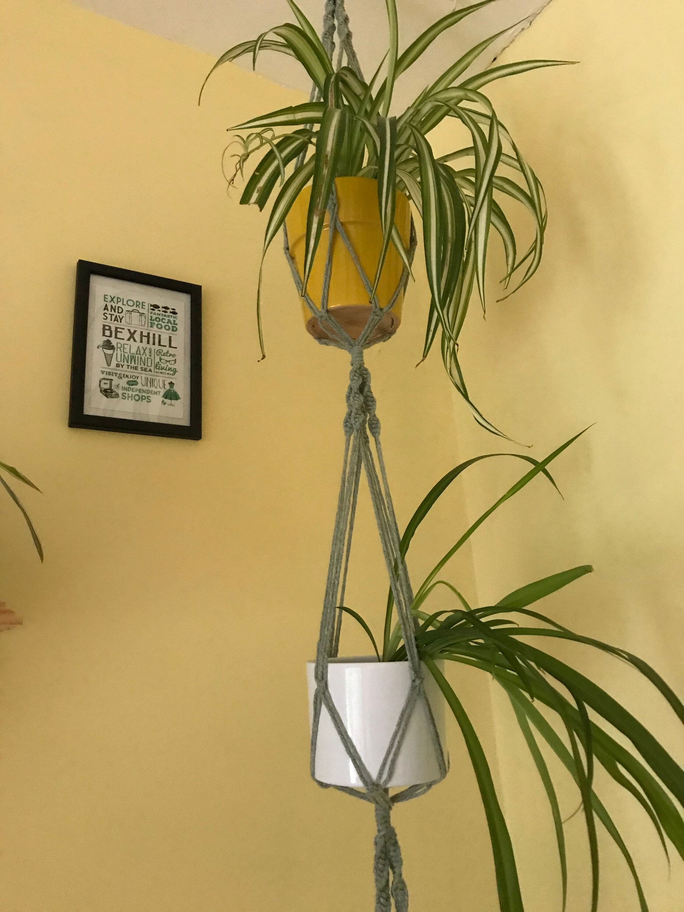 Green triple plant hanger large plant hanger plant Etsy