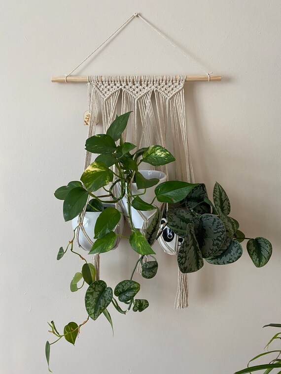 reverse spider plant Spider Plant 'Reverse'