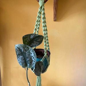 May include: A light green macrame plant hanger with a wooden ring at the top. A small potted plant with green and silver leaves hangs in the macrame.