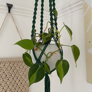 Könnte beinhalten: Ein hängender Makramee-Pflanzenhalter in Dunkelgrün, der einen weißen Keramiktopf mit einer rankenden Zimmerpflanze trägt. Die Pflanze hat herzförmige grüne Blätter mit gelben Verzierungen. Das Makramee hat eine Quaste am unteren Ende.