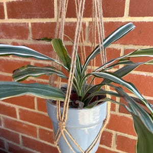 Pode incluir: Um vaso de cerâmica azul claro com uma planta listrada verde e branca pendurada em um suporte de macramê feito de corda de juta natural.