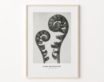 Karl Blossfeldt Poster, Botanical Art Print, Digital Download, Minimalist Floral Print, Vintage Photography, Wall Decor, Fern Print Poster