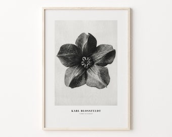 Karl Blossfeldt Poster, Botanical Art Print, Digital Download, Minimalist Floral Print, Vintage Photography, Wall Decor, Fern Print Poster