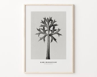 Karl Blossfeldt Poster, Botanical Art Print, Digital Download, Minimalist Floral Print, Vintage Photography, Wall Decor, Fern Print Poster