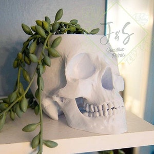 Human Skull Planter Pot, Handmade Witchy Cottagecore Gothic Dark Academia Medical Office Home Decor, Plant Lover Medical Professional Gift image 5