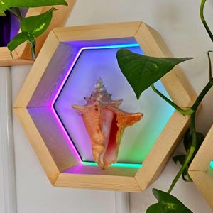 Puede incluir: Estantería hexagonal de madera con una concha en su interior. La estantería tiene una luz LED incorporada que ilumina la concha con tonos rosas, azules y verdes. Una planta verde con hojas en forma de corazón está al lado de la estantería.