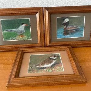 Original bird artwork - Semipalmated Plover - Artic Tern - Horned Grebe - signed artwork - pastel artwork - bird lover - Audubon - framed