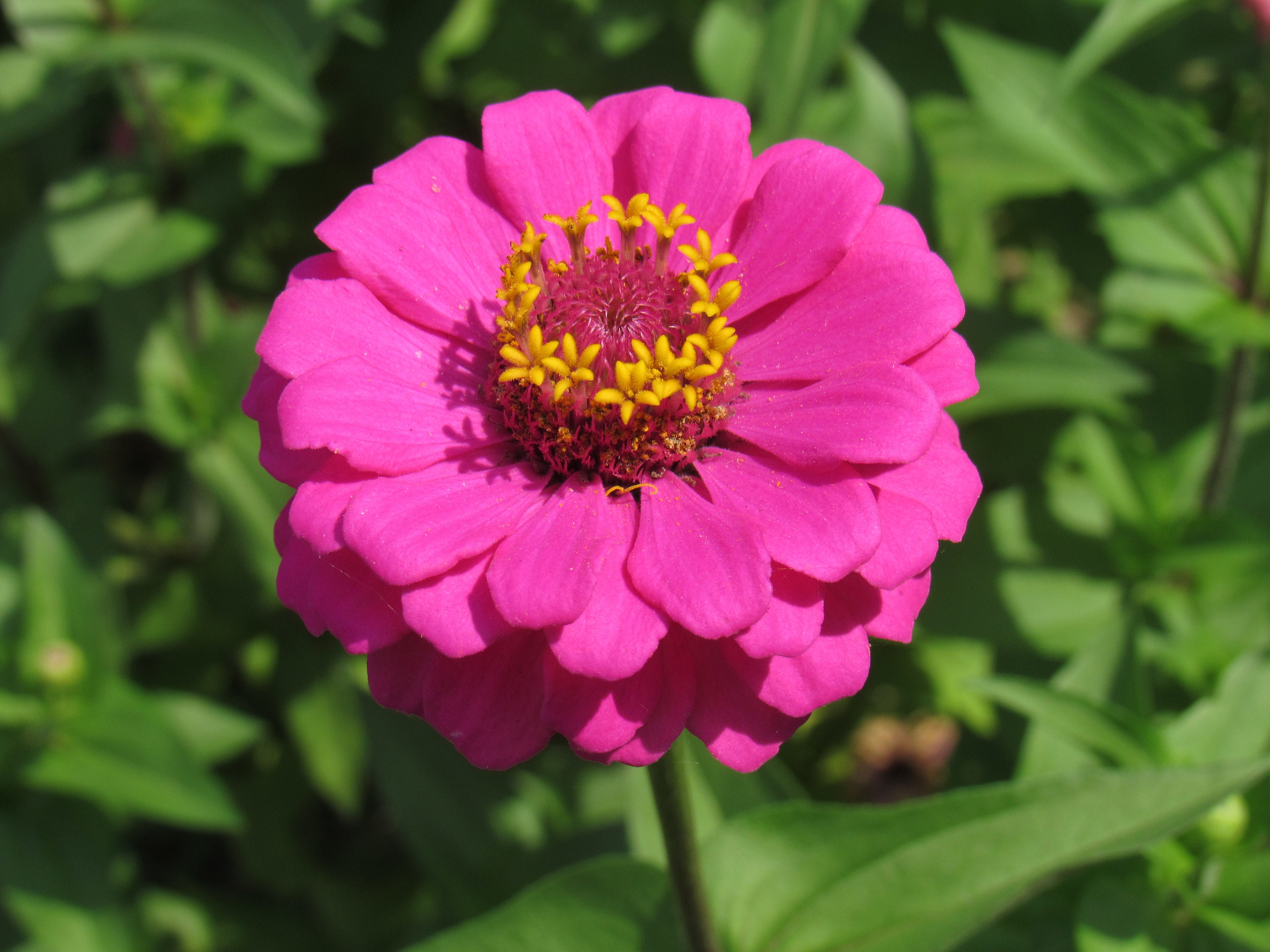 Zinnia Photo Print pink zinnia flower art botanical wall Etsy