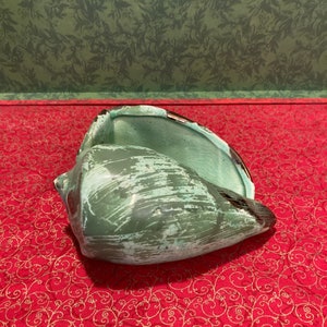 May include: A large, green seashell with a glossy finish. The shell has a textured surface and a dark brown rim.
