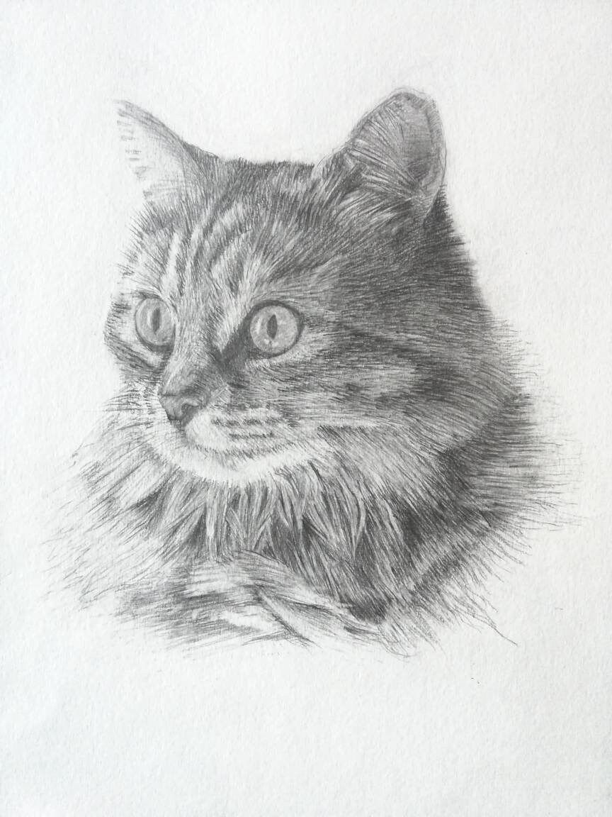 Portrait de Chat Personnalisé Au Crayon - Dessin Animale Compagnie. Idée Cadeau Pour Un Souvenir Éte
