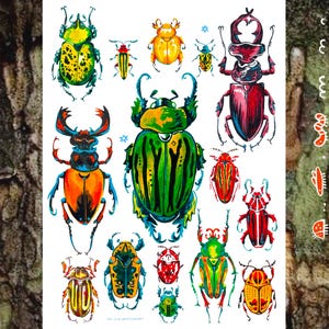 Puede incluir: Una colección de 12 ilustraciones de escarabajos coloridos en varias poses. Los escarabajos están dibujados en un estilo de dibujos animados con colores brillantes y detalles intrincados. El fondo es blanco.