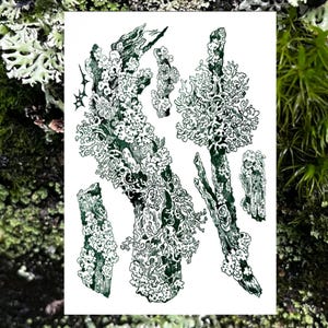May include: A detailed pen and ink illustration of various lichen and moss formations on tree branches. The artwork is rendered in shades of green and white, with intricate line work. The image is set against a white background.