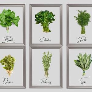 6 Culinary Herb Set | Digital Print | Printable Artwork | 5x8 inches | Digital Artwork | Herb: Basil, Cilantro, Dill Oregano, Rosemary, Sage