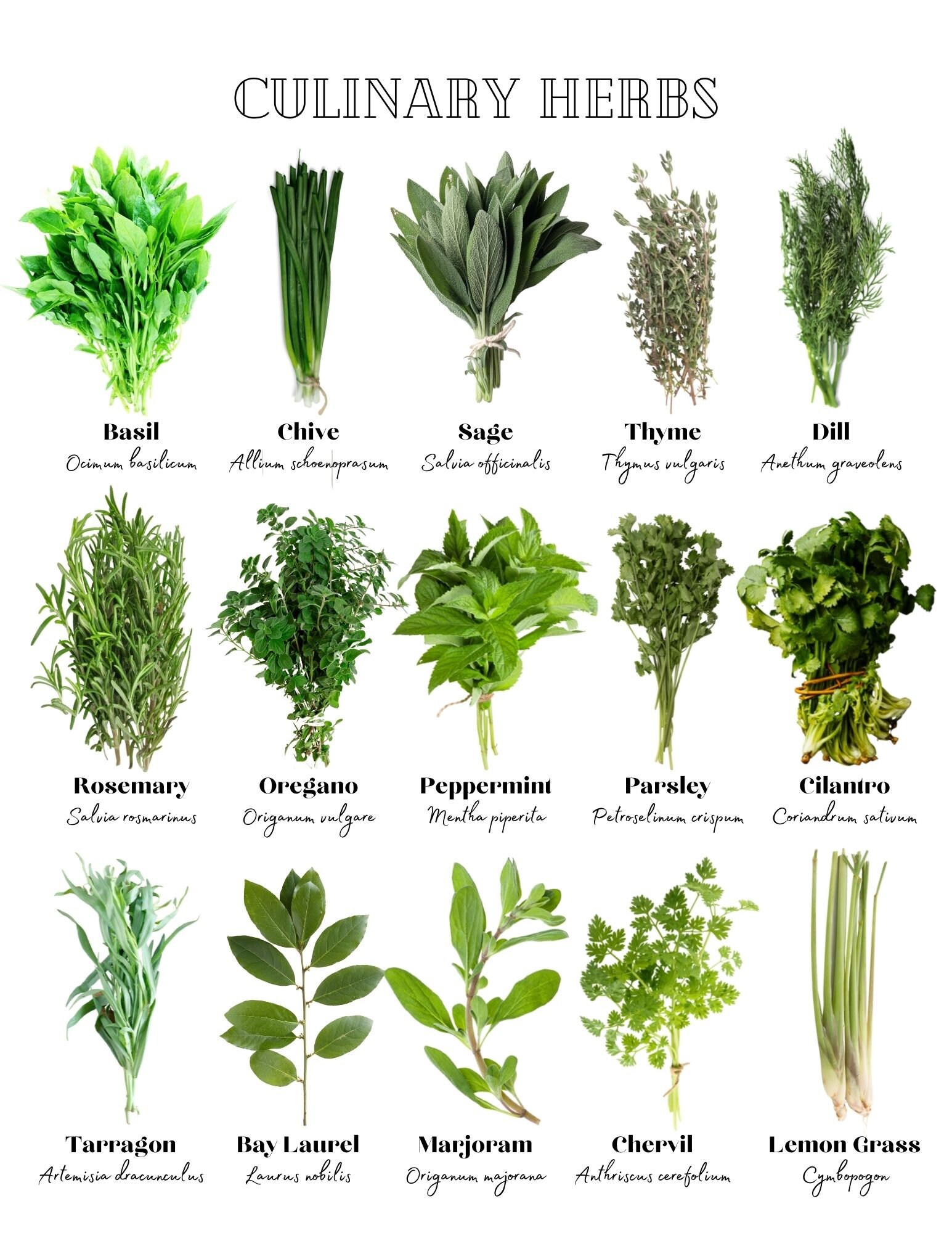 Culinary Herbs Print Kitchen Print digital Art Herbs Printable Artwork ...