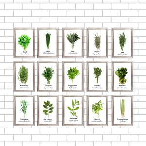 Culinary Herb Prints Set | Kitchen Botanical Art (Digital Download)