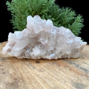Pode incluir: Um aglomerado de cristais de quartzo rosa pálido com múltiplas pontas. Os cristais estão dispostos em uma formação densa, com tamanhos e formas variadas. O quartzo está sobre uma superfície de madeira, com folhagem verde ao fundo.