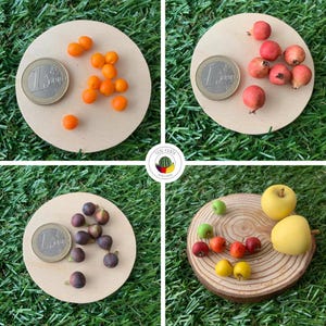 Pu&ograve; includere: Una collezione di repliche di frutta in miniatura che include bacche arancioni, piccole melagrane rosse, fichi viola scuro e mele gialle. Ogni set &egrave; esposto su una base circolare in legno accanto a una moneta da 1 euro per la scala.