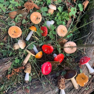 Puede incluir: Una colección de setas de varios colores y patrones, incluyendo rojo, naranja, marrón y blanco. Las setas están dispuestas sobre un lecho de hojas verdes y madera marrón.