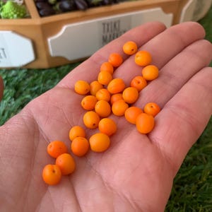 Pu&ograve; includere: Una collezione di piccole repliche di frutta in miniatura, rotonde e di colore arancione brillante. Ogni pezzo presenta una superficie liscia e una minuscola rientranza, che imita l'aspetto di bacche fresche o piccoli frutti a nocciolo.