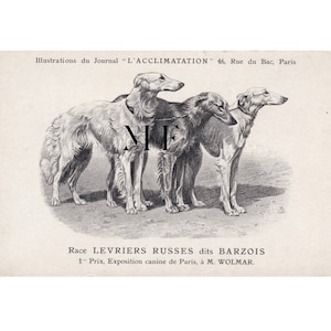 May include: An antique print featuring three Borzoi dogs, a Russian breed, in a side profile. The print includes text in French, indicating it's an illustration from the Journal "L'ACCLIMATATION" and details about a canine exhibition in Paris.