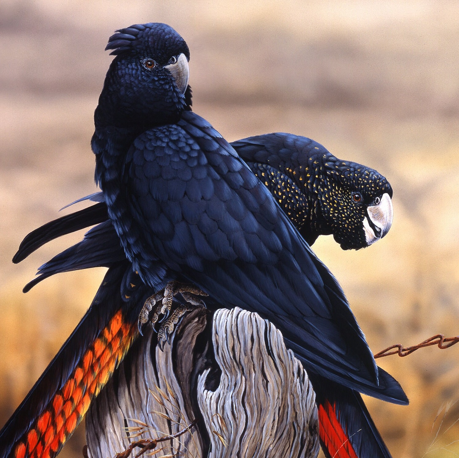 Red tailed Black Cockatoo LIMITED EDITION Australian Wildlife Fine red-tailed-black-cockatoo-limited-edition-australian-wildlife-fine