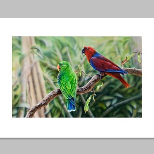 Eclectus Parrots FINE ART PRINT - Australian wildlife art
