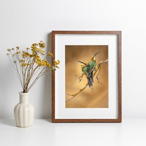 Rainbow Bee-Eaters - LIMITED EDITION Australian Wildlife Fine Art Print