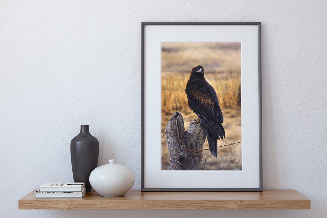 Young Wedge-tailed Eagle - LIMITED EDITION Australian Wildlife Fine Art ...