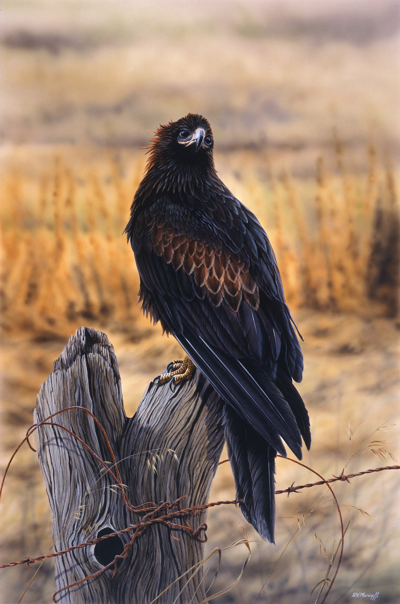 Young Wedge-tailed Eagle - LIMITED EDITION Australian Wildlife Fine Art ...