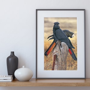 Red-tailed Black Cockatoo - LIMITED EDITION Australian Wildlife Fine Art Print