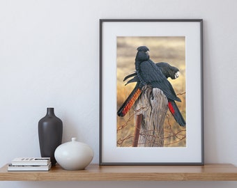 May include: Two black cockatoos with red and orange tail feathers perched on a weathered wooden post with barbed wire.