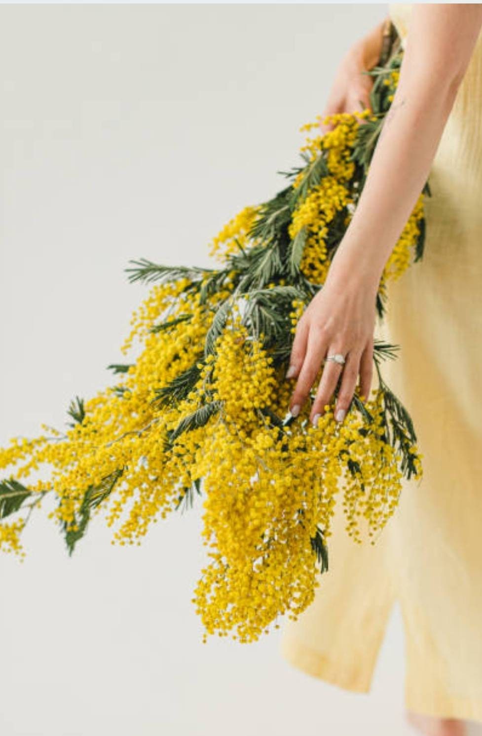 Mimosa Fleurs Fraîches Senteur Vanille et Miel