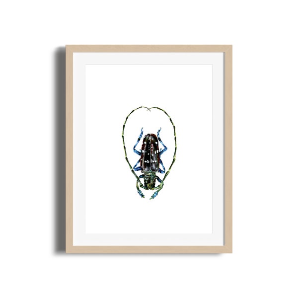 30x40cm / Poster / Print / Illustration / Wall decor / Art / Insect /