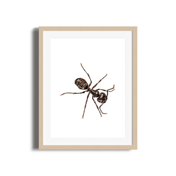 30x40cm / Poster / Print / Archival / Art / Ant / Insect / Realism