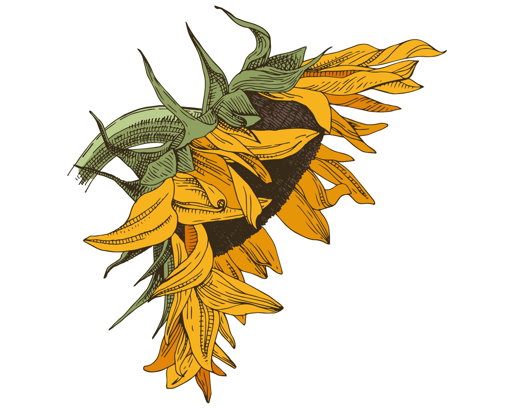 Free Free 216 Clipart Sunflower Jpg SVG PNG EPS DXF File