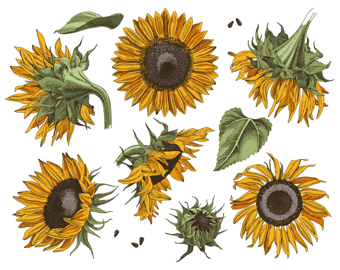 Free Free 166 Clipart Sunflower Jpg SVG PNG EPS DXF File