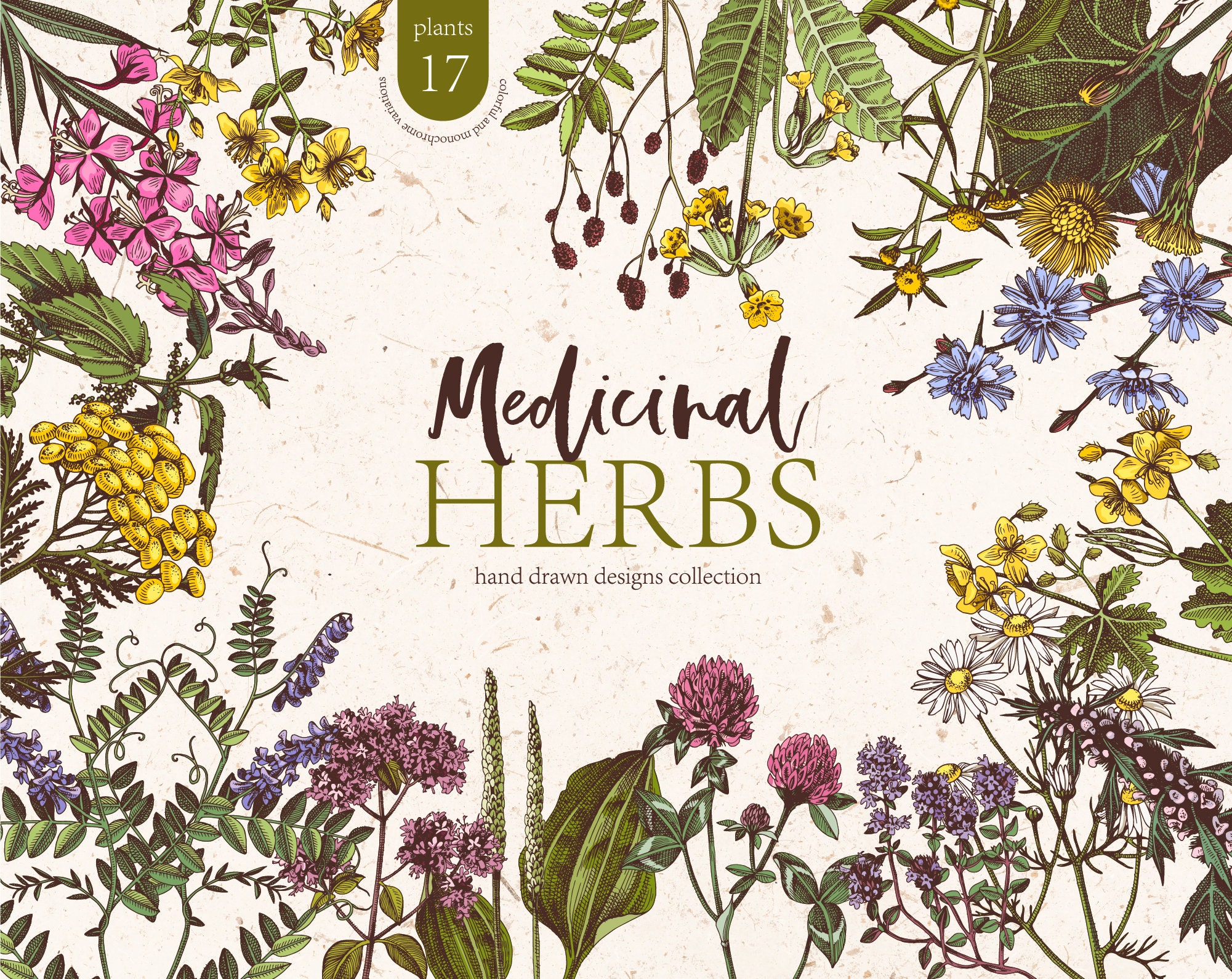 Medicinal herbs clipart healing herbs botanical clip art. Etsy