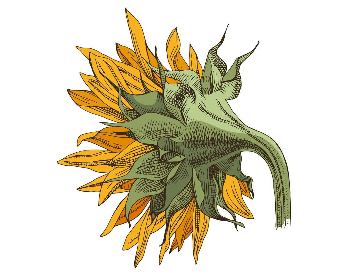 Free Free 278 Clipart Sunflower Jpg SVG PNG EPS DXF File
