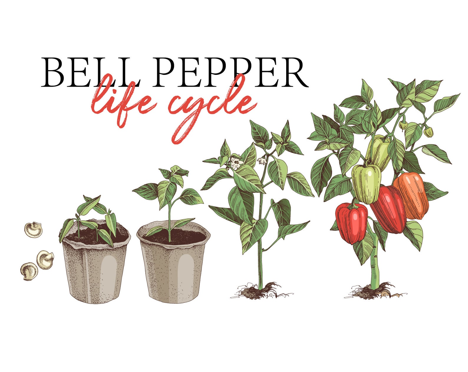 Bell pepper botanical clip art. Pepper plant life cycle. Etsy